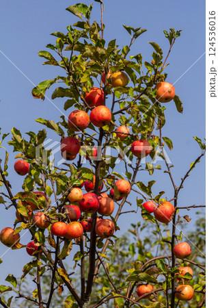 Vibrant apple tree in an orchard during sunny autumn days showcasing ripe red fruits against a clear blue sky 124536016