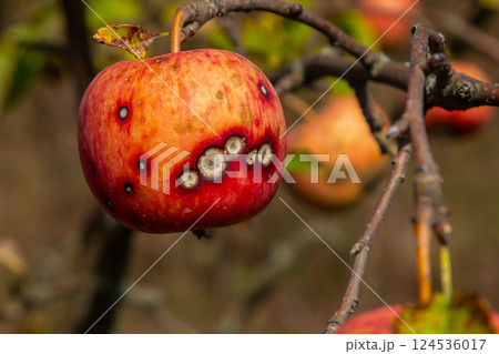 Close-up of a blemished apple on a tree branch showcases signs of decay and nature's impact on fruit during autumn season Close-up of a blemished apple on a tree branch showcases signs of decay and nature's impact on fruit during autumn season 124536017