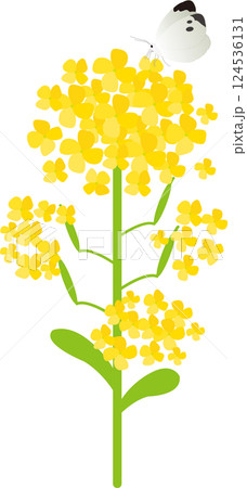 菜の花と蝶のベクターイラスト 124536131