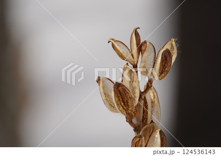 早春の森のウバユリ 124536143