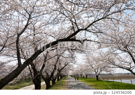 春満開のあさひ舟川 舟川べり桜並木 124536200