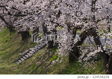 春満開のあさひ舟川 舟川べり桜並木 124536228