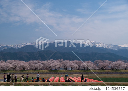 春満開のあさひ舟川 舟川べり桜並木 124536237
