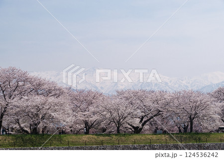春満開のあさひ舟川 舟川べり桜並木 124536242