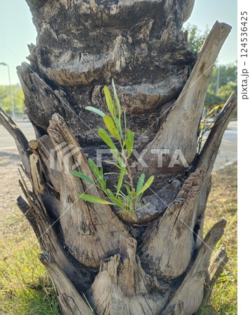 Plant emerges from a palm Plant emerges from a palm 124536425