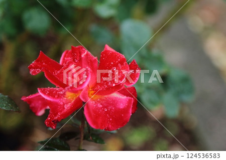 荒尾市　おもやい市民花壇　バラの花、 124536583