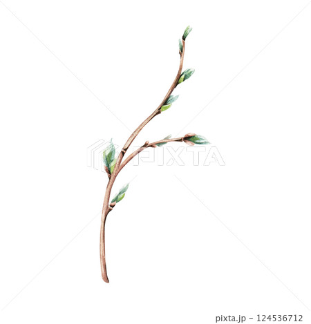 A branch of willow, sallow. Hand drawn botanical watercolor illustration isolated on white background. For clip art greeting cards invitation packages. 124536712