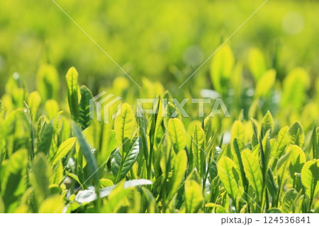 五月の茶畑　八十八夜　お茶の新芽 124536841