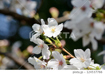 東京 渋谷区玉川上水跡　桜クローズアップの風景 124537766