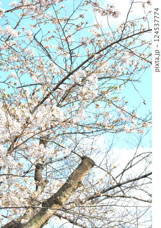 東京 渋谷区玉川上水跡 桜クローズアップの風景 東京 渋谷区玉川上水跡 桜クローズアップの風景 124537774