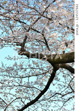 東京 渋谷区玉川上水跡　桜クローズアップの風景 124537882