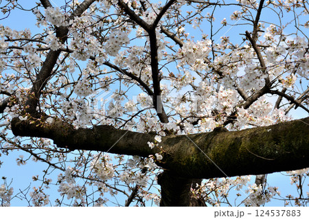 東京 渋谷区玉川上水跡　桜クローズアップの風景 124537883