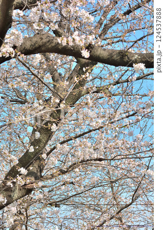東京 渋谷区玉川上水跡 桜クローズアップの風景 東京 渋谷区玉川上水跡 桜クローズアップの風景 124537888
