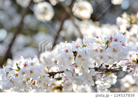 東京 渋谷区玉川上水跡　桜クローズアップの風景 124537939