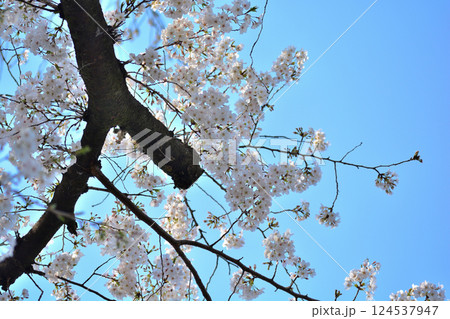 東京 渋谷区玉川上水跡　桜クローズアップの風景 124537947