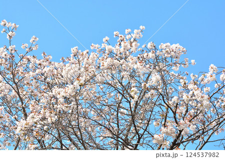 東京 渋谷区玉川上水跡 桜クローズアップの風景 東京 渋谷区玉川上水跡 桜クローズアップの風景 124537982
