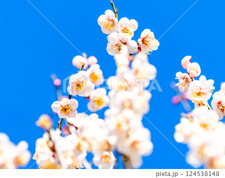 春の訪れを告げる満開の清楚な白梅 124538148