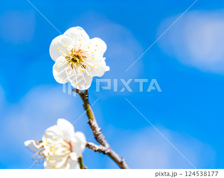 春の訪れを告げる満開の清楚な白梅 124538177