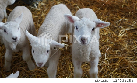 羊の赤ちゃん 124538295