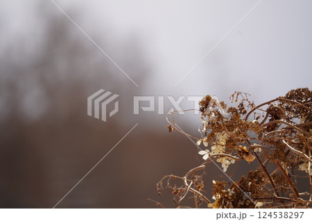 北海道の冬とノリウツギ 124538297