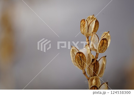 冬の陽のウバユリ 124538300