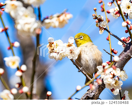 満開の梅の花に訪れたかわいいメジロ 124538488