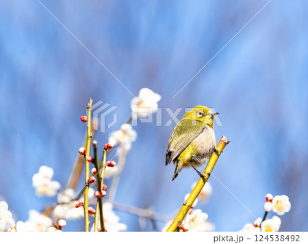 満開の梅の花に訪れたかわいいメジロ 124538492