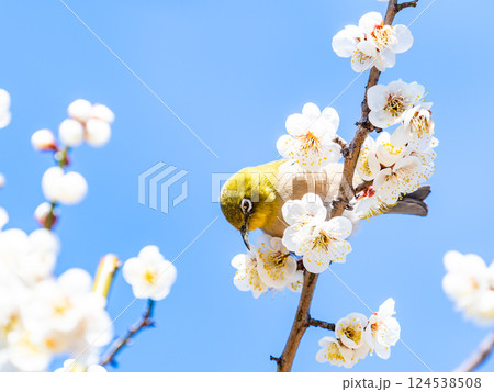 満開の梅の花に訪れたかわいいメジロ 124538508