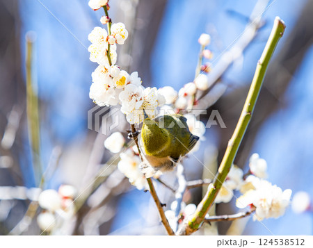 満開の梅の花に訪れたかわいいメジロ 満開の梅の花に訪れたかわいいメジロ 124538512