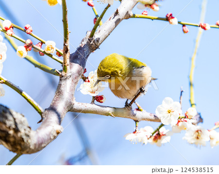 満開の梅の花に訪れたかわいいメジロ 124538515