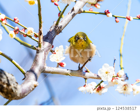 満開の梅の花に訪れたかわいいメジロ 124538517