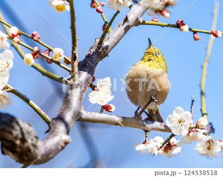 満開の梅の花に訪れたかわいいメジロ 124538518