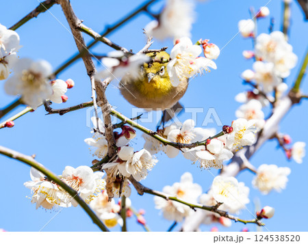 満開の梅の花に訪れたかわいいメジロ 満開の梅の花に訪れたかわいいメジロ 124538520