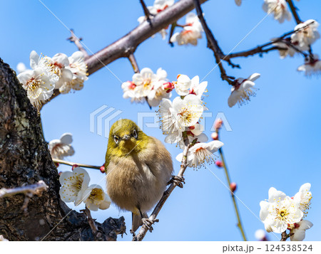 満開の梅の花に訪れたかわいいメジロ 124538524