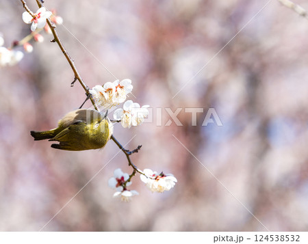 満開の梅の花に訪れたかわいいメジロ 124538532