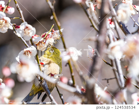 満開の梅の花に訪れたかわいいメジロ 満開の梅の花に訪れたかわいいメジロ 124538534