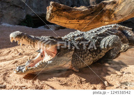 Close up of scary crocodile with open mouth heating himself at the warm sun. 124538542