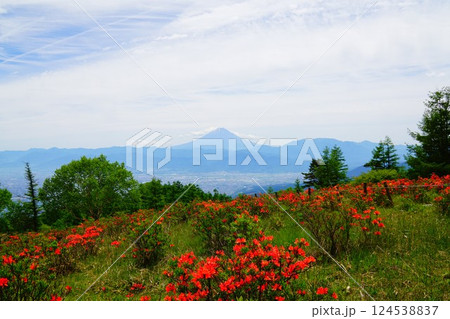 山梨 甘利山山頂のレンゲツツジと富士山 山梨 甘利山山頂のレンゲツツジと富士山 124538837