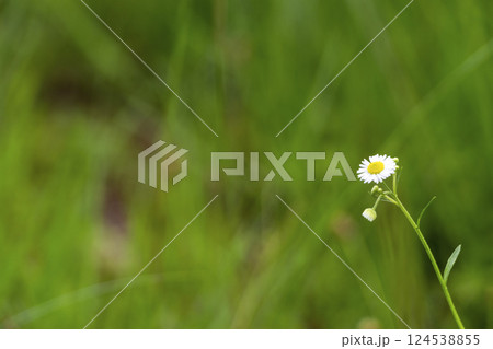 緑の草むらに咲く可憐な白い花 124538855