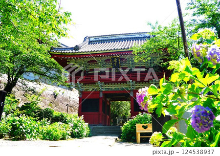 茨城　紫陽花咲く雨引観音　　 124538937