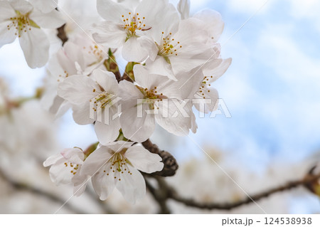 春の青空に映える桜 124538938