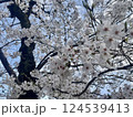 桜 124539413