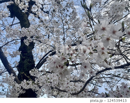 桜 桜 124539413