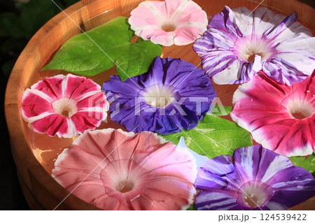花手水 桶に浮かぶ朝顔の花びら 花手水 桶に浮かぶ朝顔の花びら 124539422