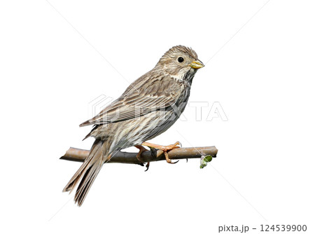 The corn bunting (Emberiza calandra) isolated on white background 124539900