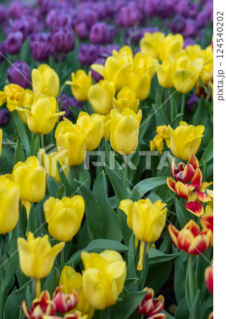 Tulip (Tulipa gesneriana) garden 124540202