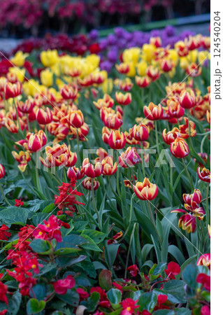 Tulip (Tulipa gesneriana) garden 124540204