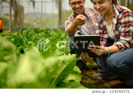 Two farmers review information on digital tablet among rows of lettuce in a greenhouse 124540372