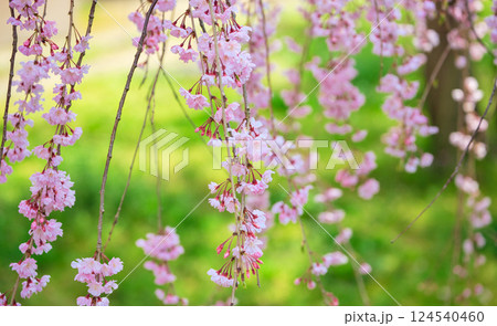 〈島根県〉春の松江城　ニの丸広場の枝垂れ桜 124540460