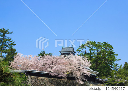 〈島根県〉春の松江城　南櫓と中櫓と太鼓櫓と天守（4月） 124540467